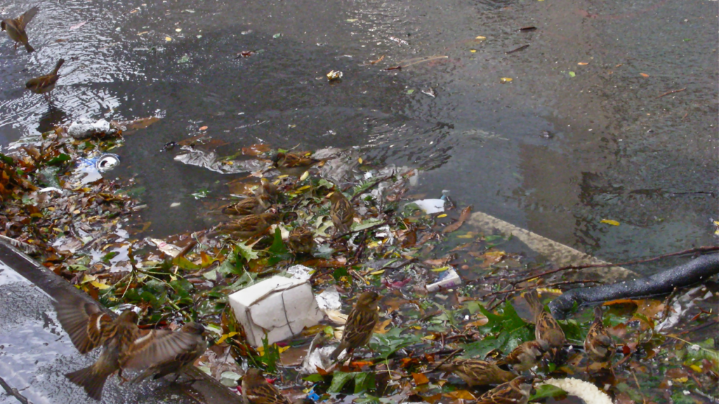 Top Signs Your Storm Drains Need Immediate Cleaning